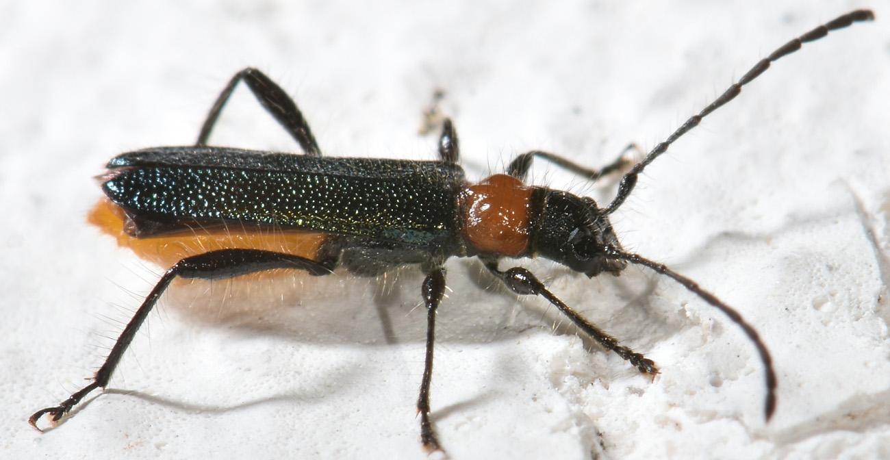 Cerambycidae:  Callimus abdominalis (e Callimus angulatus)